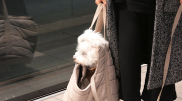 Visit Denmark with your dog and enjoy free public transportation