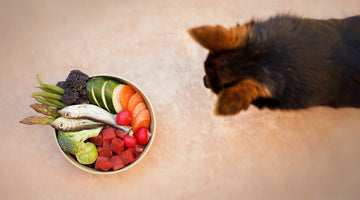 Support your dog's immune system during the colder months