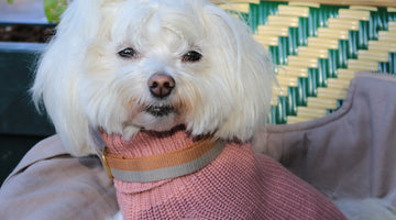 maltese dog in wool sweater rose