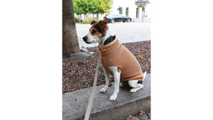 Is your dog ready for the cold season?