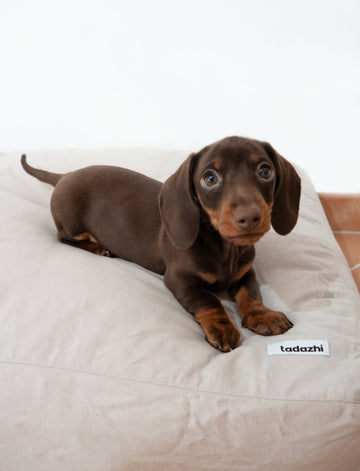 New Puppy - 5 things to consider