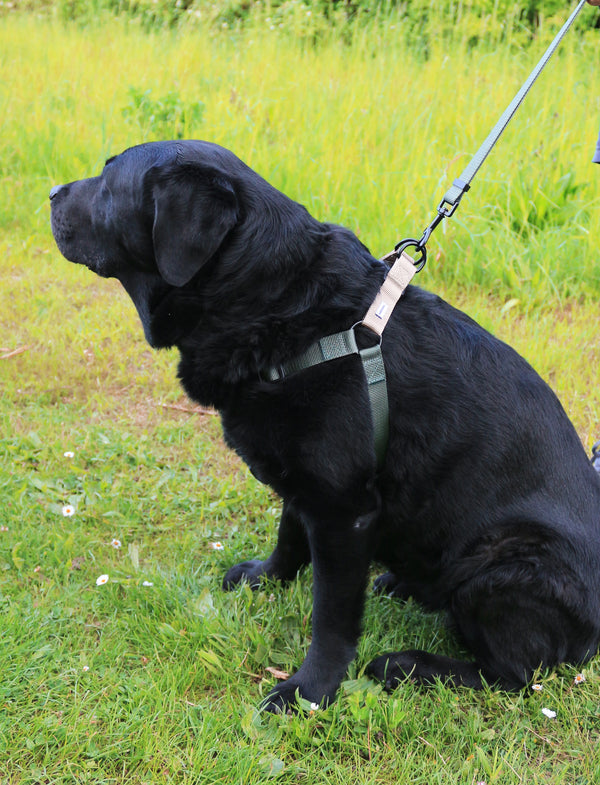 Luna Harness & Leash Set PRE-ORDER + PALA food Gift