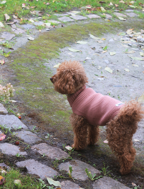 Female Wool dog sweater Rose