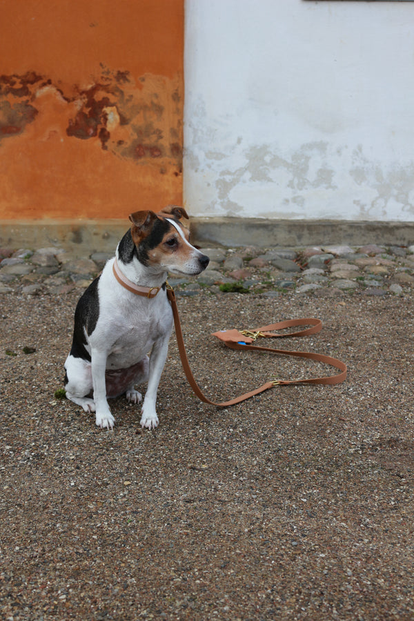 design dog lead worn by Danish Swedish farmdog