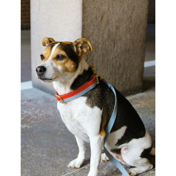 cotton dog collar worn by Danish Swedish farmdog