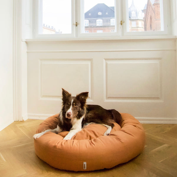 bordercollie in light brown donut bed