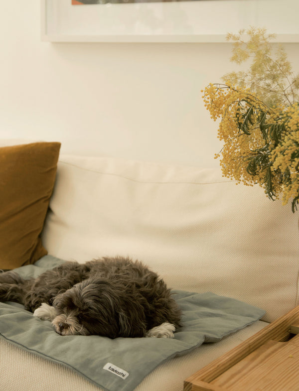 Danish design dog blanket with a havanese dog resting on it