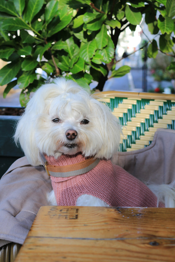 Female Wool dog sweater Rose