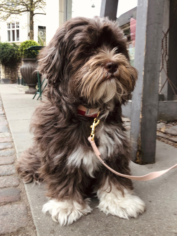 contemporary dog collar worn by lovely havanese dog